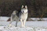 SIBERIAN HUSKY 469